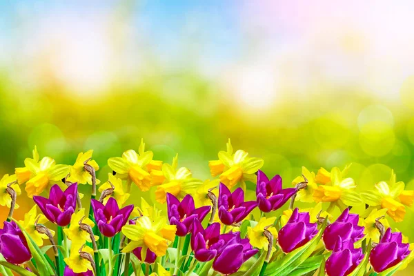 Fiori primaverili luminosi e colorati narcisi e tulipani — Foto Stock