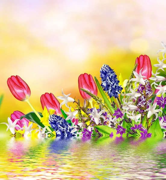 Bright and colorful spring flowers daffodils and tulips — Stock Photo, Image