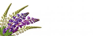 lupines güzel çiçekler üzerinde beyaz bir arka plan