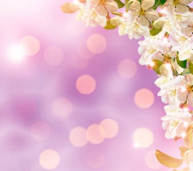 Çiçek açması şube elma. 