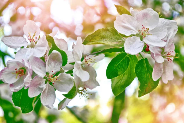 Manzana de rama floreciente . — Foto de Stock