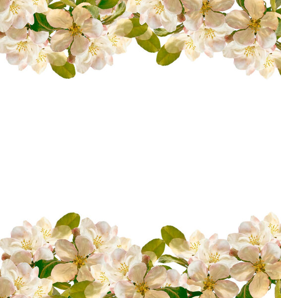 Flowering branch of apple isolated on a white background. Spring