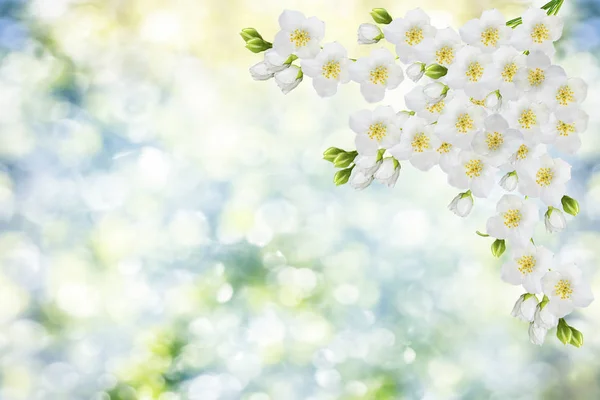 Vit jasmin gren fina vårblommor — Stockfoto