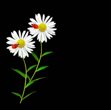 siyah arka plan üzerine izole papatyalar yaz çiçek. 