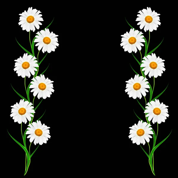 Stokrotki kwiat lato na białym na czarnym tle. — Zdjęcie stockowe