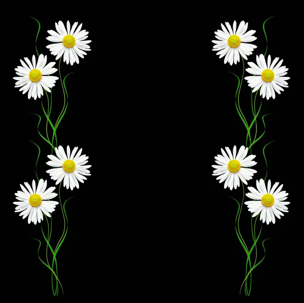 Stokrotki kwiat lato na białym na czarnym tle. — Zdjęcie stockowe