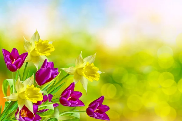 Ljusa och färgglada vårblommor, påskliljor och tulpaner — Stockfoto