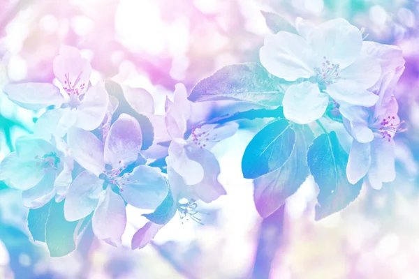 Blühender Astapfel. — Stockfoto