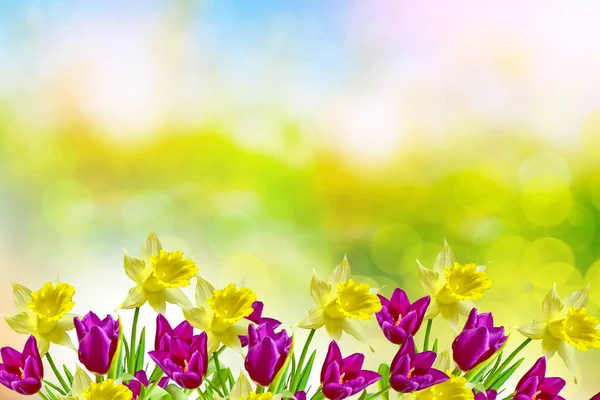 Bright and colorful spring flowers daffodils and tulips — Stock Photo, Image