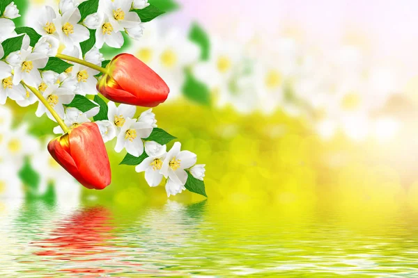 Biały jaśmin oddział delikatnych wiosennych kwiatów — Zdjęcie stockowe