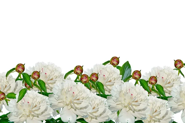 Färgglada ljusa blommor pioner — Stockfoto