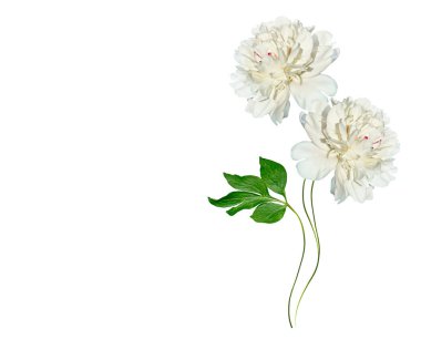 Renkli parlak beyaz arka plan üzerinde izole peonies çiçekler.
