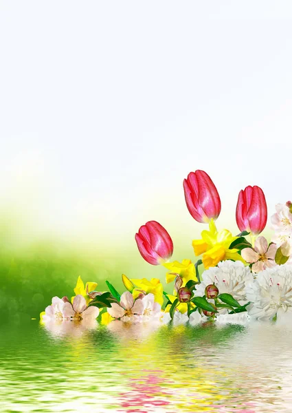 Bright colorful spring flowers — Stock Photo, Image