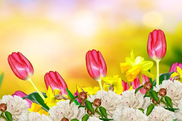 Fleurs printanières lumineuses et colorées jonquilles et tulipes — Photo
