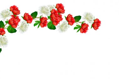 Renkli parlak beyaz arka plan üzerinde izole peonies çiçekler.