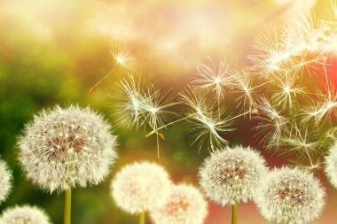 Kabarık karahindiba çiçek arka planı yaz lan