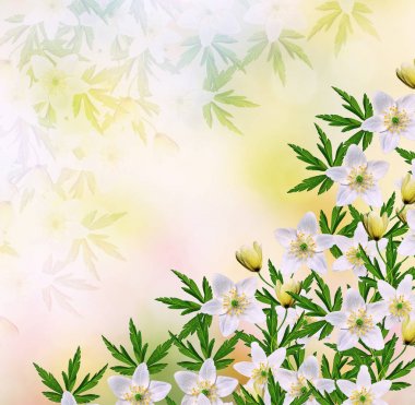 İlk Bahar kardelen çiçek.