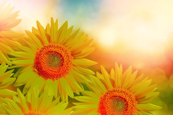 Krásné slunečnice pole v létě. — Stock fotografie