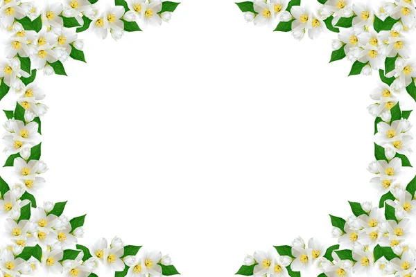 สาขาของดอกมะลิ ดอกไม้แยกกันบนพื้นหลังสีขาว — ภาพถ่ายสต็อก