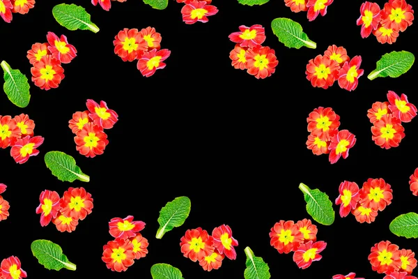 Vårblommor Primula — Stockfoto
