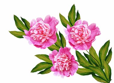 Renkli parlak beyaz arka plan üzerinde izole peonies çiçekler.