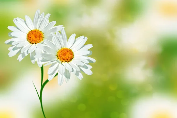 Flores de margarida brilhantes brancas em um contexto do landsca de verão — Fotografia de Stock