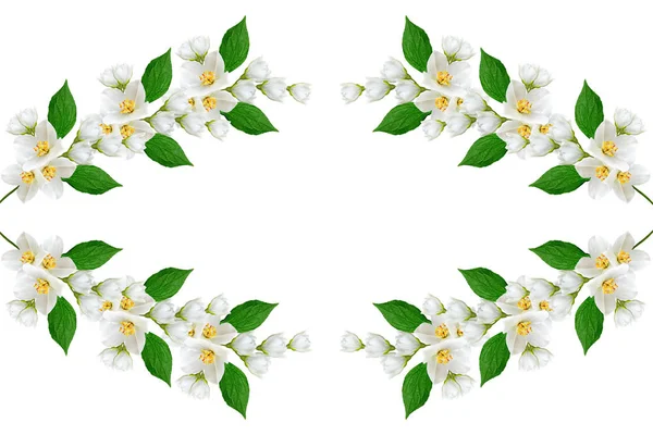 Gren av jasminblommor isolerad på vit bakgrund — Stockfoto