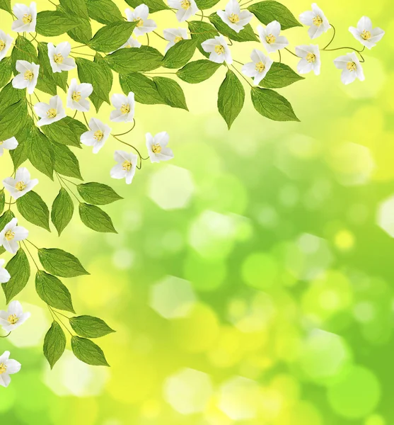 Yasemin şube hassas bahar çiçekleri beyaz — Stok fotoğraf