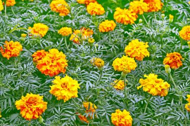 parlak ve renkli çiçekler marigolds. sonbahar manzara.