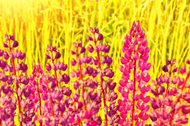 Yaz parlak acı bakla çiçekler çok güzel, yatay