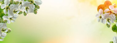 Çiçek açması şube elma.