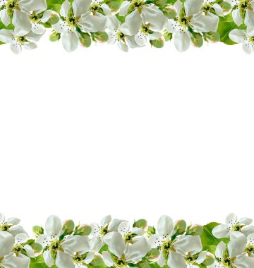 Beyaz bir arka plan üzerinde izole elma dalı çiçeklenme. Bahar