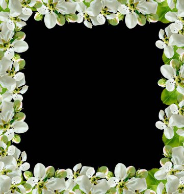 elma Şubesi çiçeklenme 