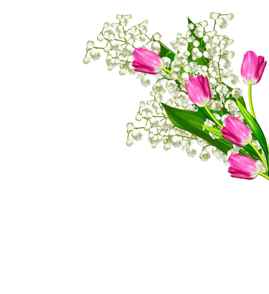 Lente bloemen tulpen geïsoleerd op witte achtergrond. — Stockfoto