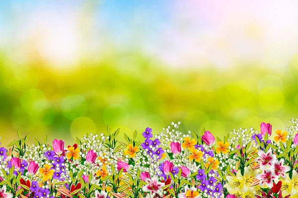 Renkli bahar çiçekleri — Stok fotoğraf