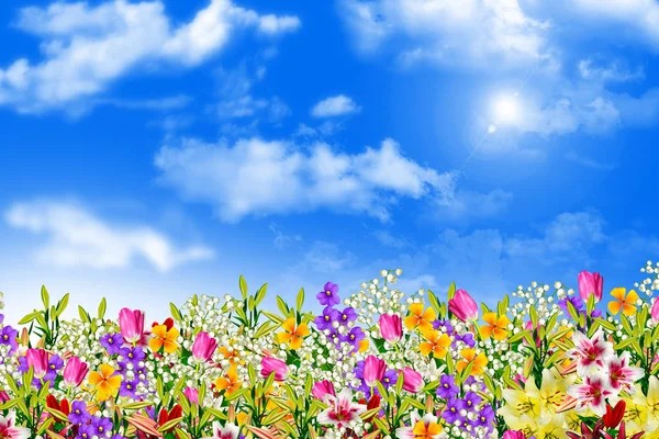 Colorful spring flowers — Stock Photo, Image