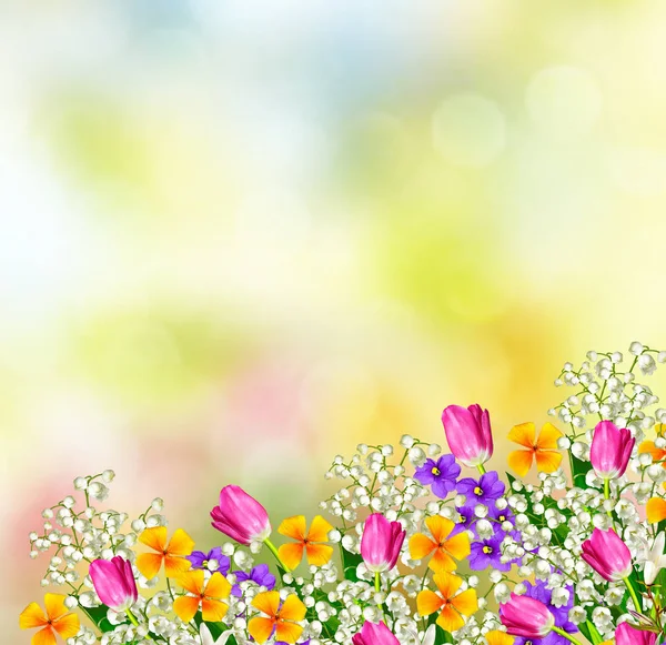 Colorful spring flowers — Stock Photo, Image