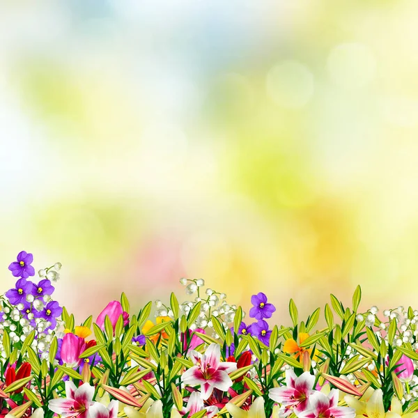 Bunte Frühlingsblumen — Stockfoto