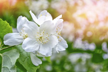 Yasemin şube hassas bahar çiçekleri beyaz