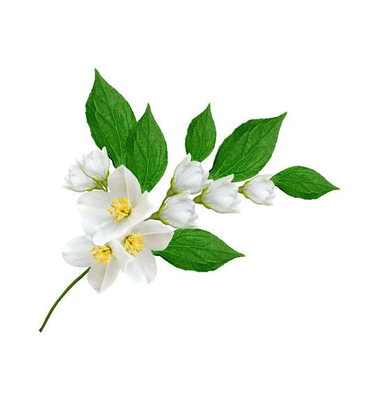 Гілка квітів жасмину ізольована на білому тлі — стокове фото