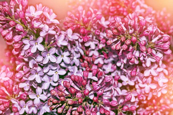 Bukiety kwiatów bzu — Zdjęcie stockowe