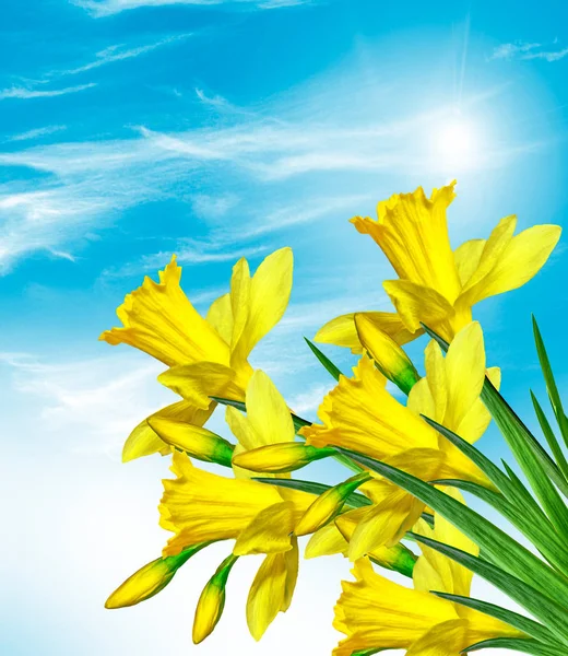 Helle und farbenfrohe Frühlingsblumen — Stockfoto