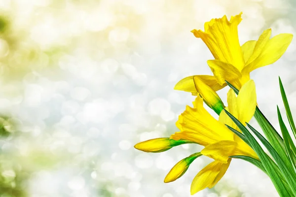 Jasne i kolorowe, wiosenne kwiaty — Zdjęcie stockowe