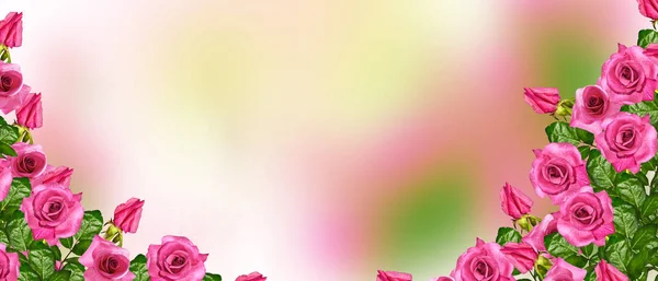 Los capullos de las flores rosas . — Foto de Stock