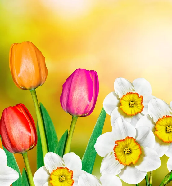 绚丽多彩的春天的花朵水仙花和郁金香 — 图库照片