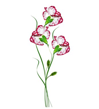 Beyaz arka plan üzerinde izole renkli karanfil çiçek.