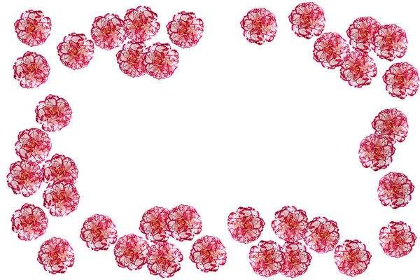 Colorful carnation flowers — Stock Photo, Image