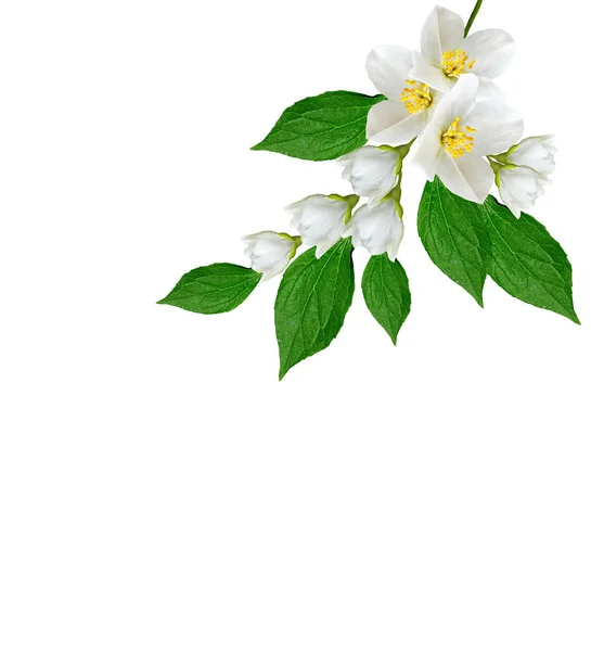 Branch of jasmine flowers isolated on white background — Stock Photo, Image