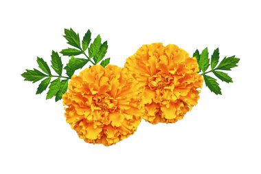 parlak renkli çiçek marigolds izole beyaz arka plan üzerinde