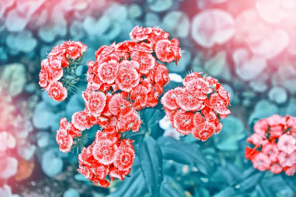밝고 화려한 카네이션 꽃 — 스톡 사진